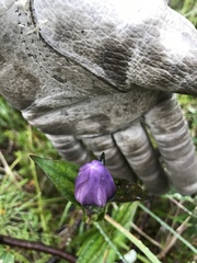Gentiana rubricaulis