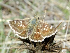 Muschampia alta