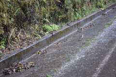 Cinclodes