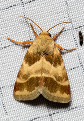 Schinia lynx
