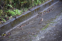 Cinclodes