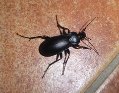 Carabus germarii