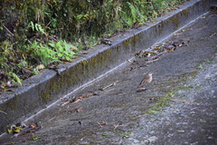 Cinclodes