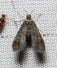Elophila tinealis