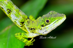 Pseudocalotes tympanistriga