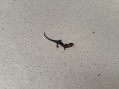 Ateuchosaurus chinensis