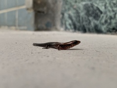 Ateuchosaurus chinensis