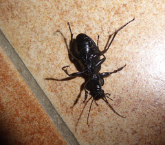 Carabus germarii