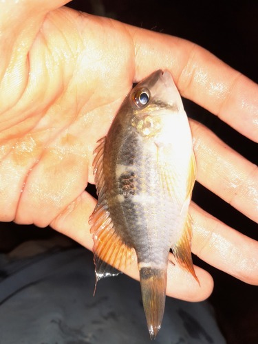 Guianan krobia (Krobia guianensis) — Cichlidae — 2