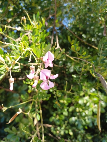 Image of Virgilia divaricata by (c) Martjie Fia Fourie, some rights reserved (CC BY)