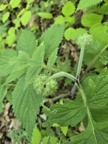 Image of Hydrophyllum macrophyllum by (c) Elizabeth Altman, some rights reserved (CC BY)