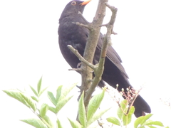 Turdus merula