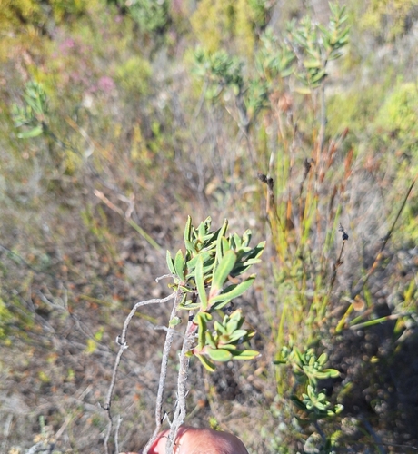 Image of Lobostemon fruticosus by (c) Adele SL, some rights reserved (CC BY)