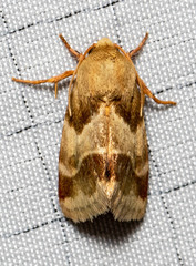 Schinia lynx