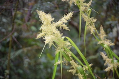 Cortaderia nitida