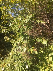 Rhamneae