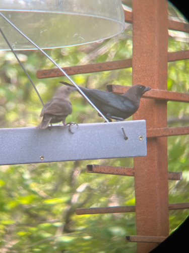 Brown-headed Cowbird photographed in Idaho