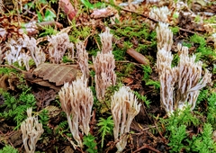 Ramaria acrisiccescens