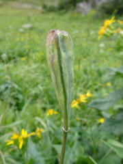 Lilieae