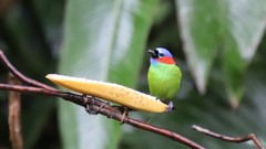 Tangara cyanocephala