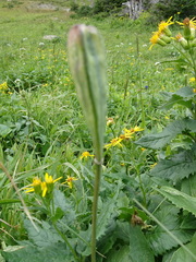 Lilieae