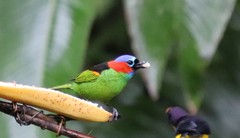 Tangara cyanocephala