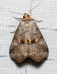 Hyperstrotia flaviguttata