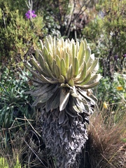 Espeletia hartwegiana