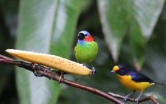 Tangara cyanocephala