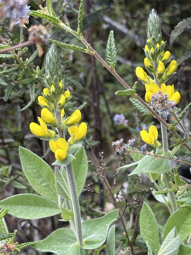 Image of Thermopsis californica by (c) Barbara Banfield, some rights reserved (CC BY)