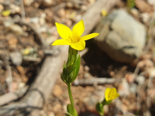 Image of Centaurium maritimum by (c) Clément Maouche, some rights reserved (CC BY)