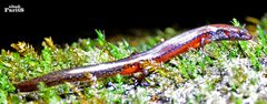 Subdoluseps bowringii