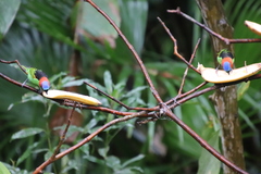 Tangara cyanocephala