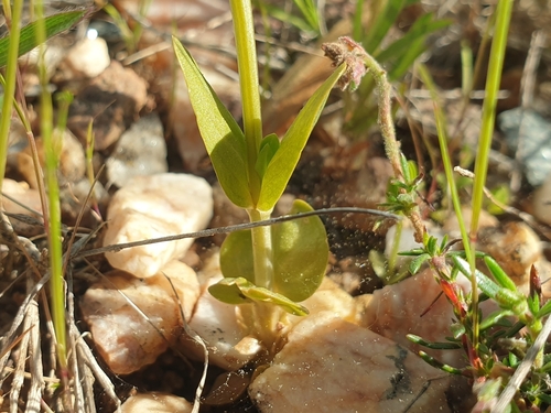 Image of Centaurium maritimum by (c) Clément Maouche, some rights reserved (CC BY)