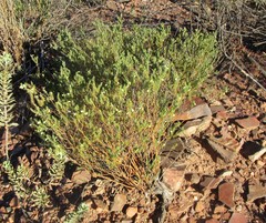 Polygala teretifolia