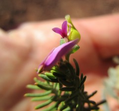 Polygala teretifolia