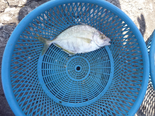 Whitefin trevally (Carangoides equula) — Carangidae — 3