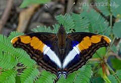 Doxocopa laure laure