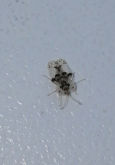 Corythucha arcuata