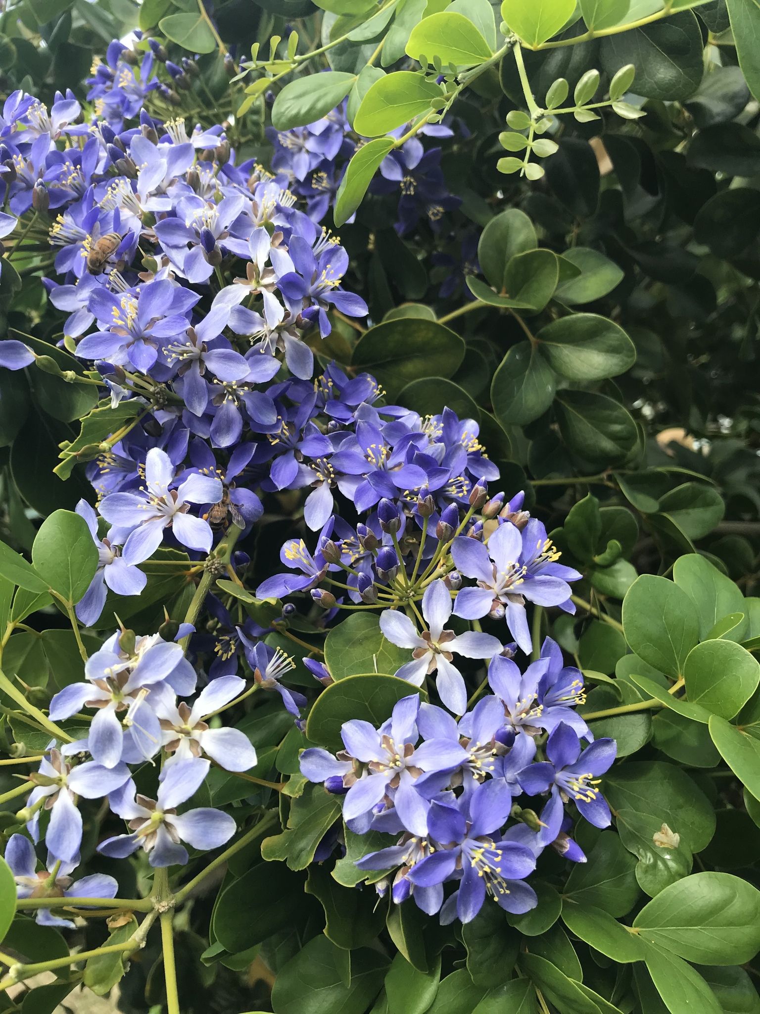 Guaiacum officinale
