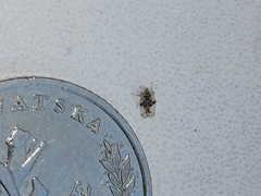 Corythucha arcuata