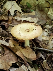 Russula amerorecondita