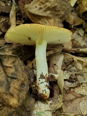 Russula amerorecondita