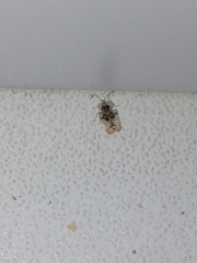 Corythucha arcuata