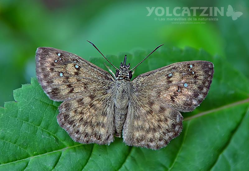 Tanned Hoary-Skipper