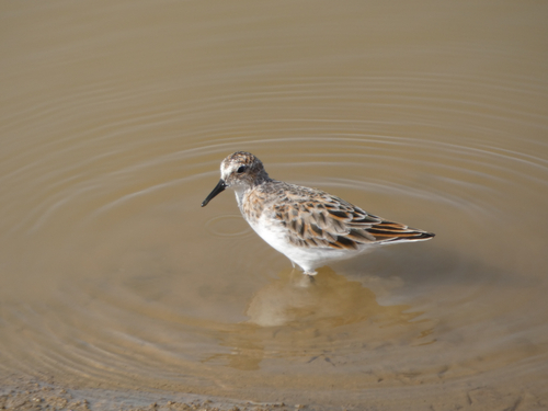 Little Stint