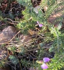 Polygala teretifolia