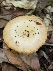 Russula amerorecondita