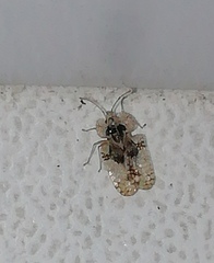 Corythucha arcuata