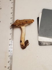 Russula amerorecondita